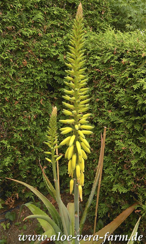 Aloe vera blüht.